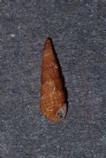 Bittium&nbsp;latreillei